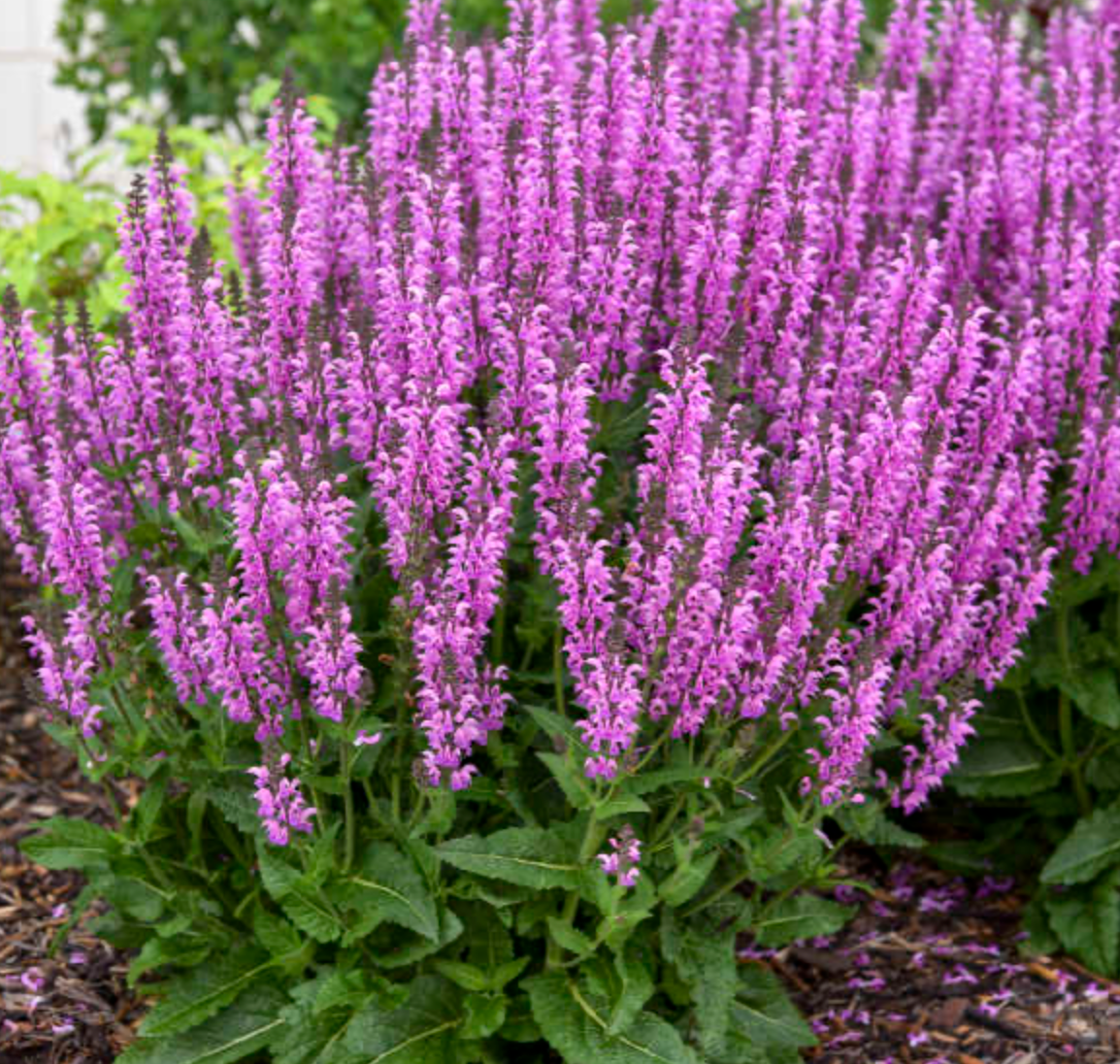 Salvia Back To The Fuchsia #1