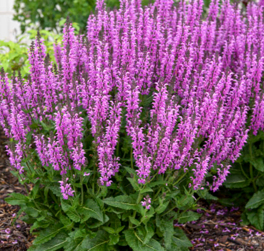 Salvia Back To The Fuchsia #1