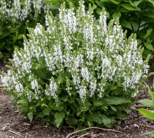 Salvia Bumblesnow #1