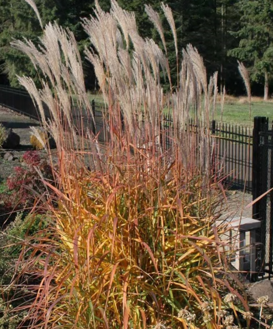Miscanthus (Flame Grass) #1