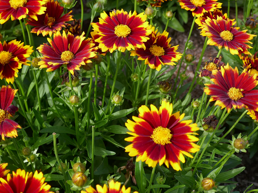 Coreopsis Yellow & Red Uptick #1
