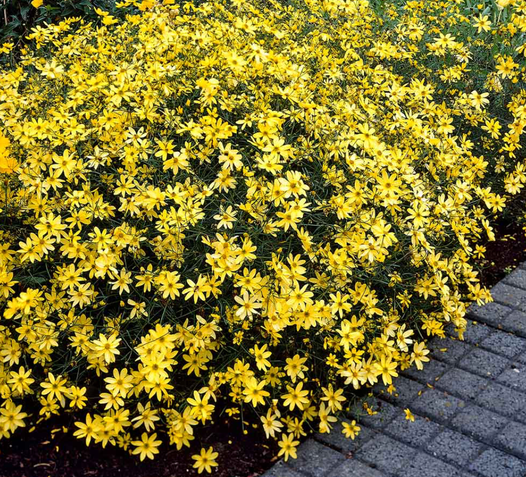 Coreopsis Moonbeam #1