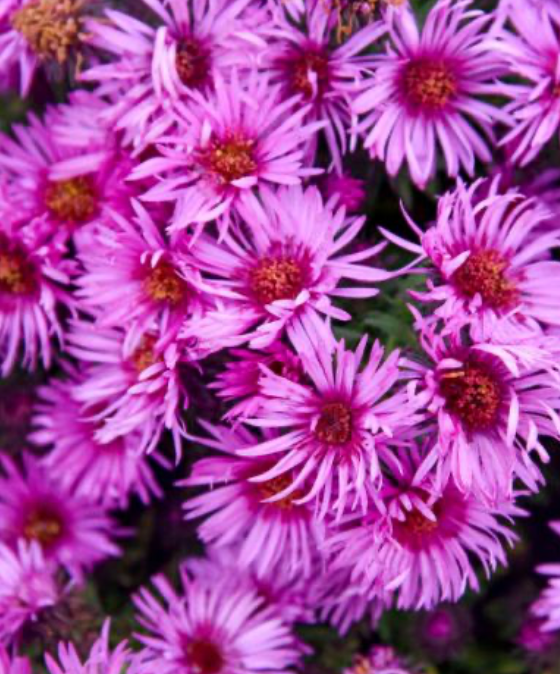 Aster 'Pink Crush' #1