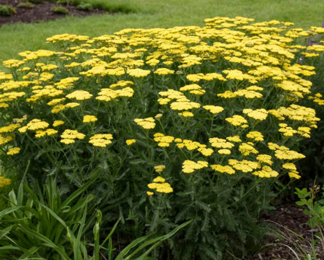 Yarrow Moonshine (Lemon Yellow) #1
