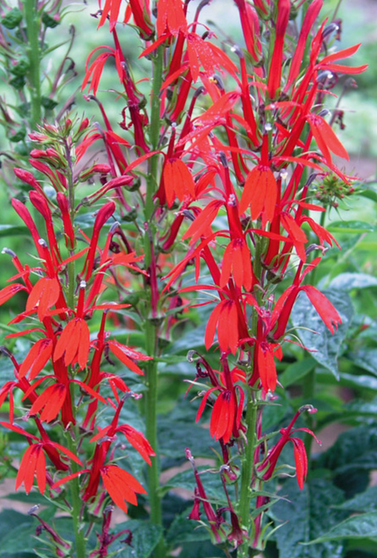Lobelia Cardinalis 1 Quart