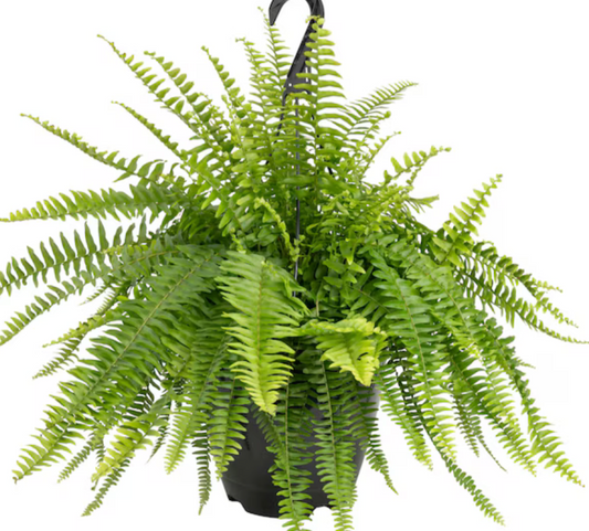 10" Hanging Emerald Queen Fern