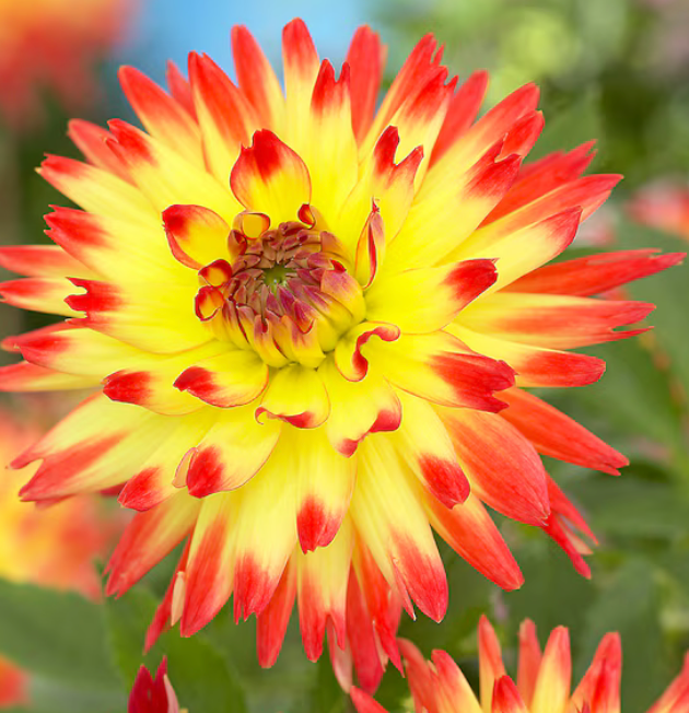 Dahlia Candy Corn #1