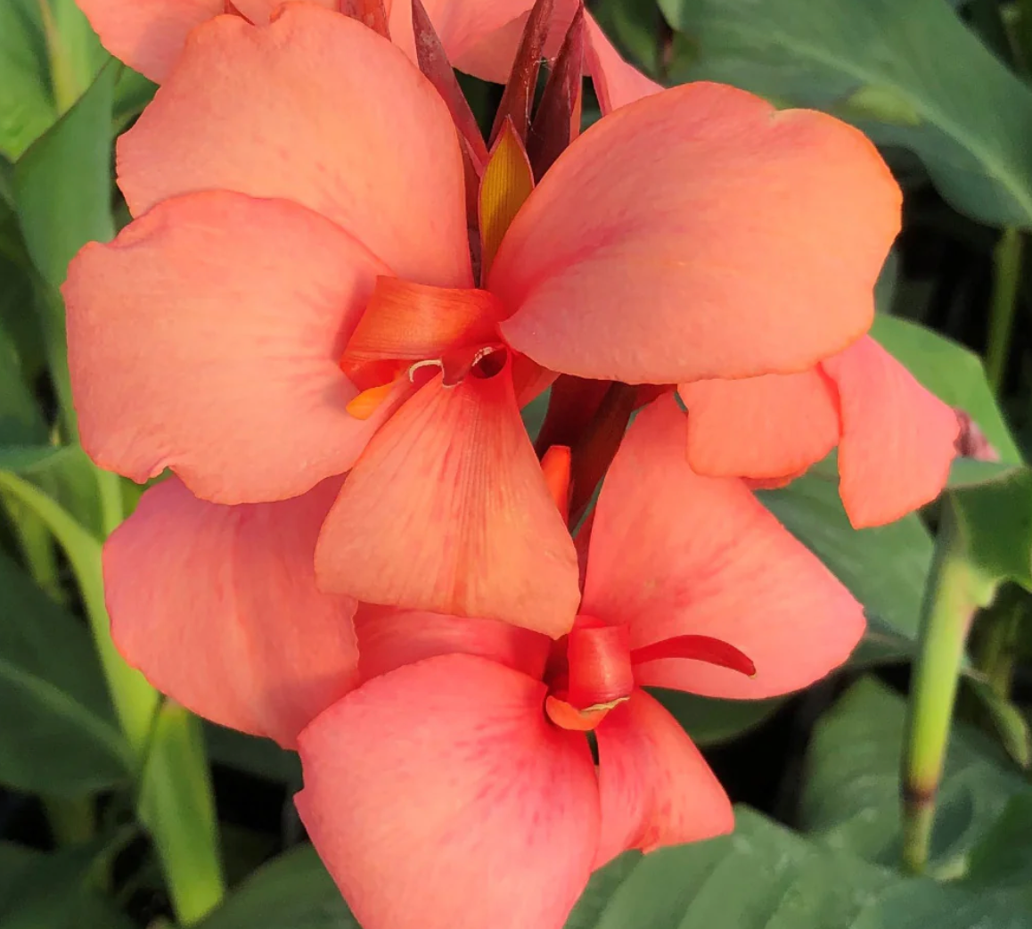 Canna Cannova Mango #1