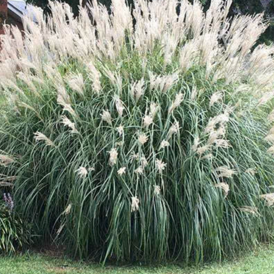 Miscanthus Adagio #1