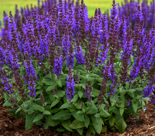 Salvia Bumble Blue #1
