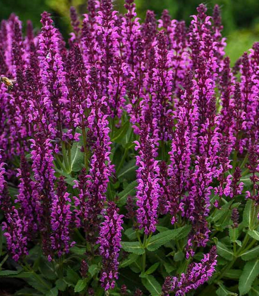 Salvia Bumbleberry #1