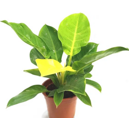 Philodendron ‘Moonlight’ – 6” Pot