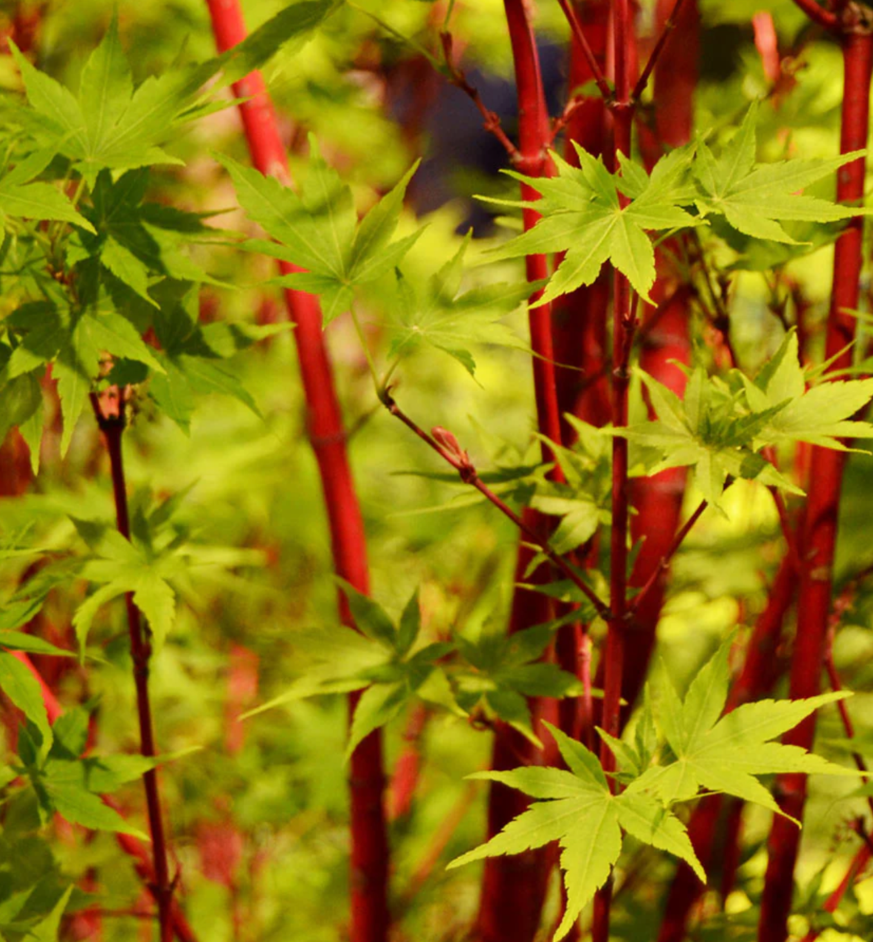 Acer Japanese Maple Coral Bark #5