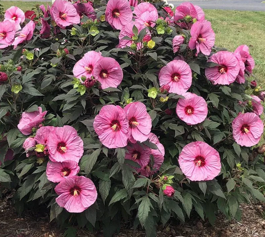 Hibiscus Summerific Pink #3