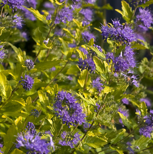 Sunshine Blue Caryopteris
