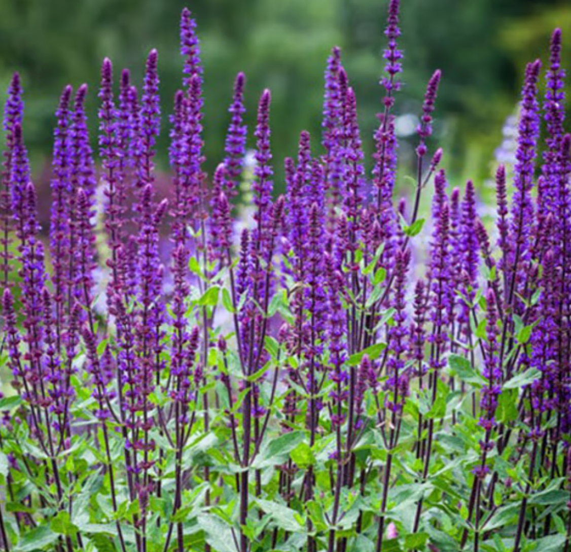 Salvia Caradonna #1