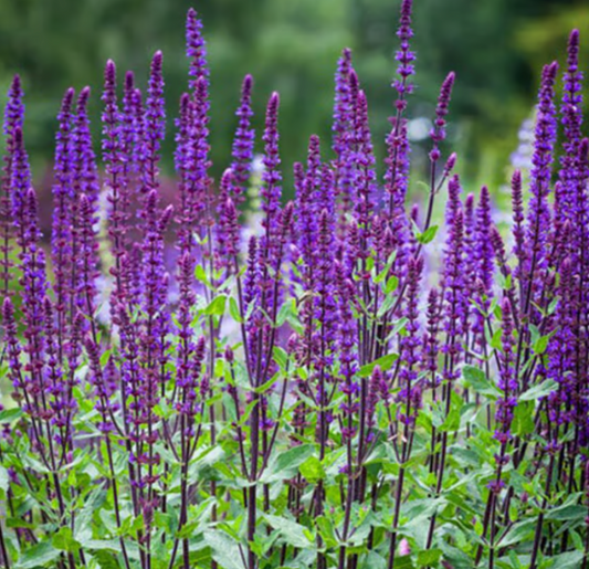 Salvia Caradonna #1