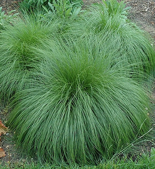 Tara Prairie Dropseed #1
