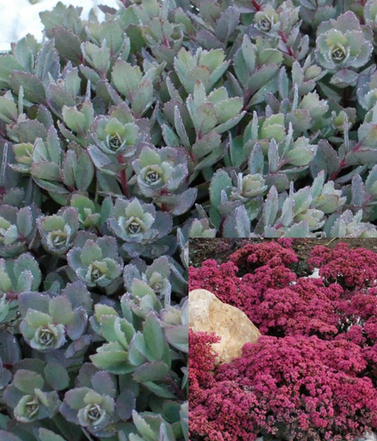Sedum 'Dazzleberry' #1