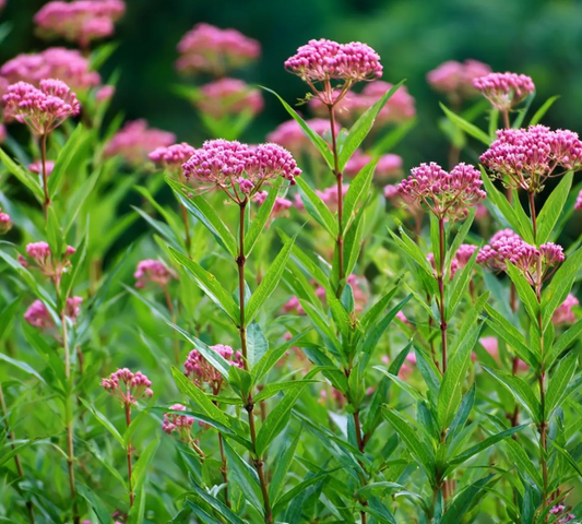 Swamp/Marsh Milkweed #1
