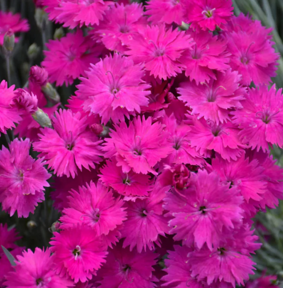 Dianthus Neon Star Improved #1
