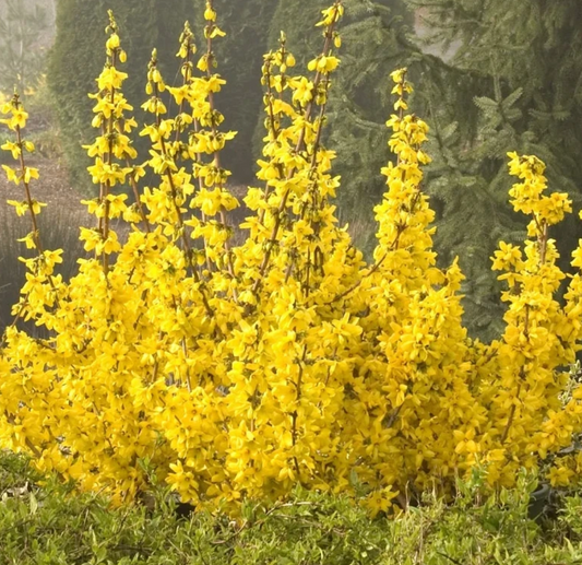 Forsythia Magical Gold #3