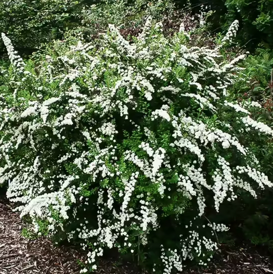 Spirea Snowmound #3