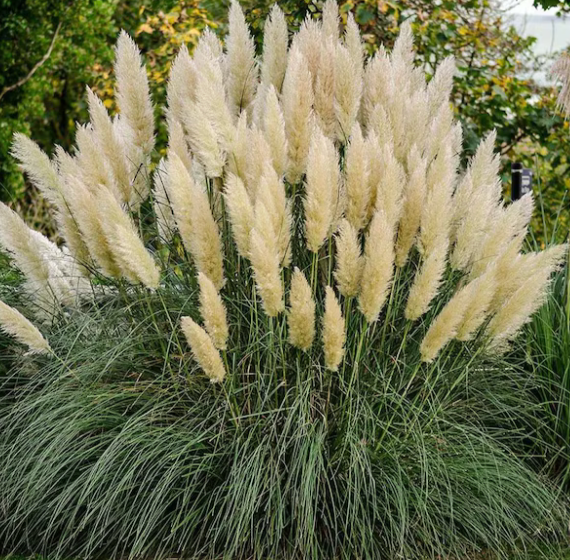 Hardy Pampas Grass #3