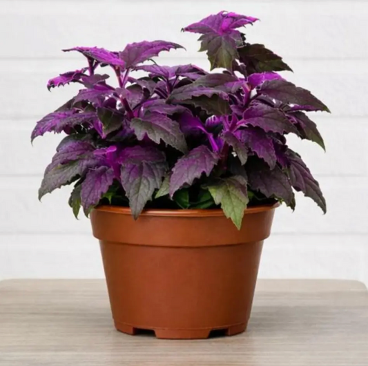 Purple Passion