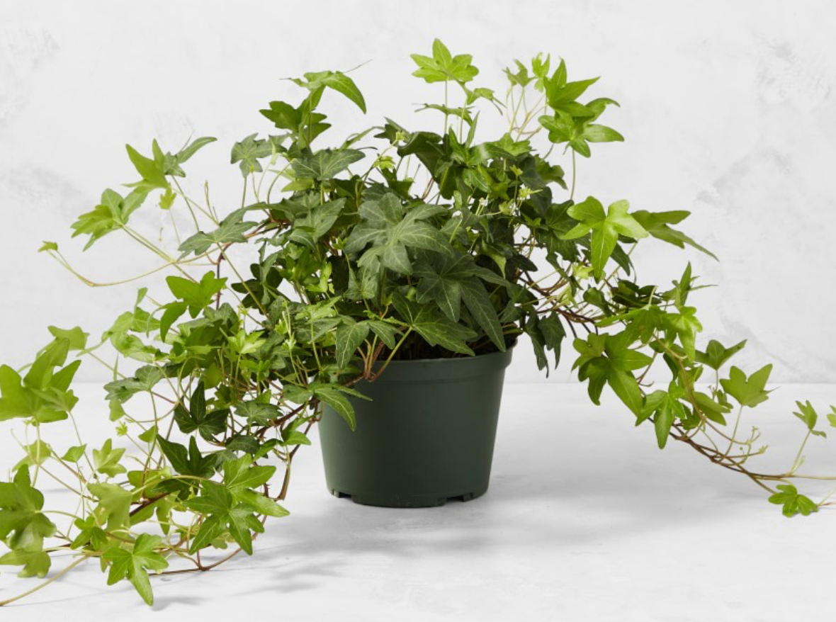 8" English Ivy Hanging Basket