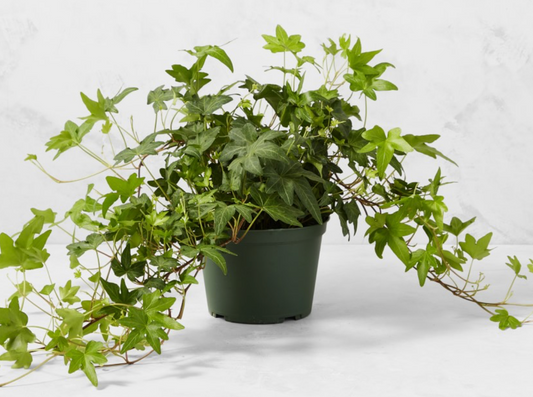 8" English Ivy Hanging Basket