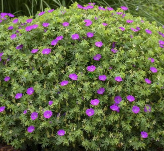 Geranium New Hampshire #1