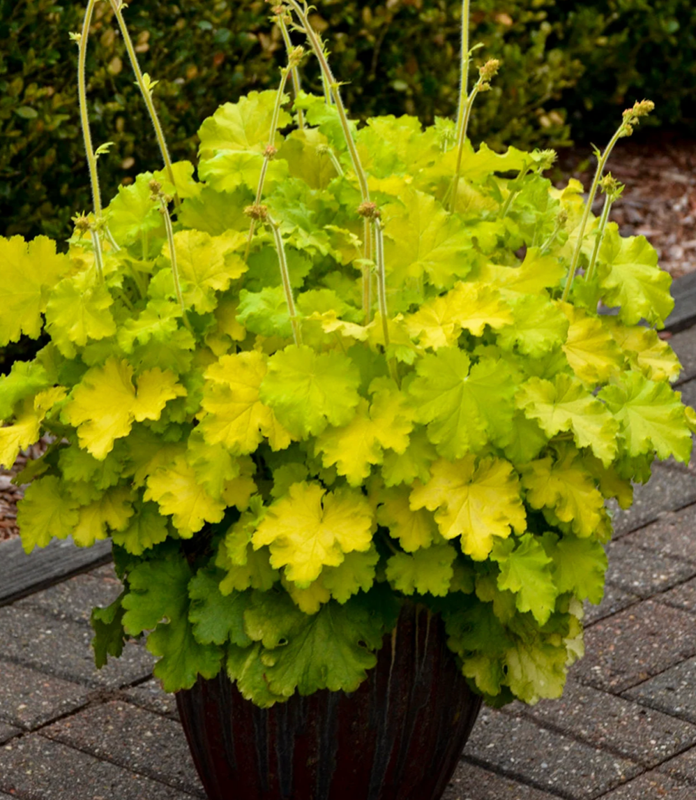 Heuchera 'Lemon Love' #1