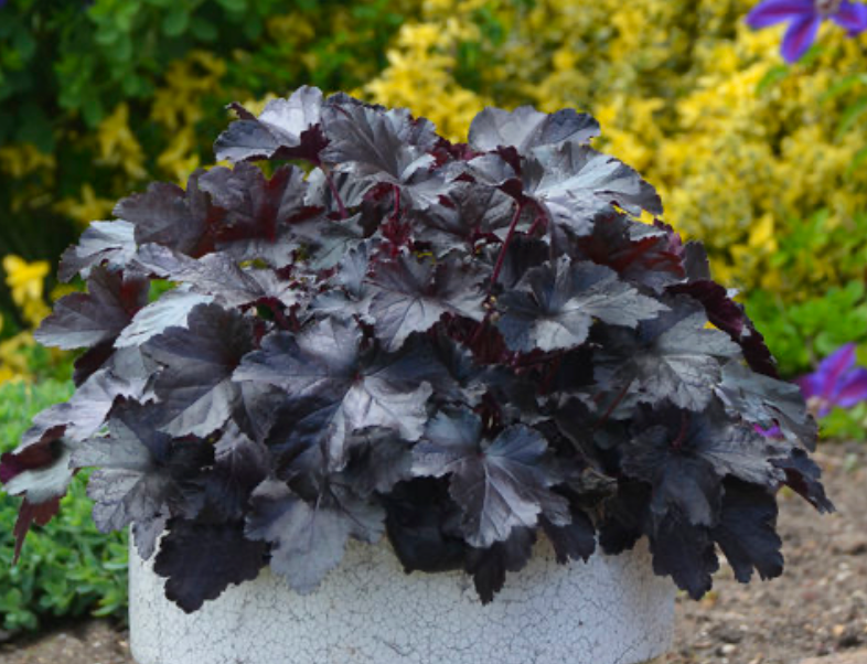 Heuchera PRIMO 'Black Pearl' #1
