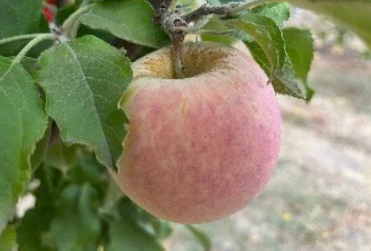 'Fuji' Apple #7