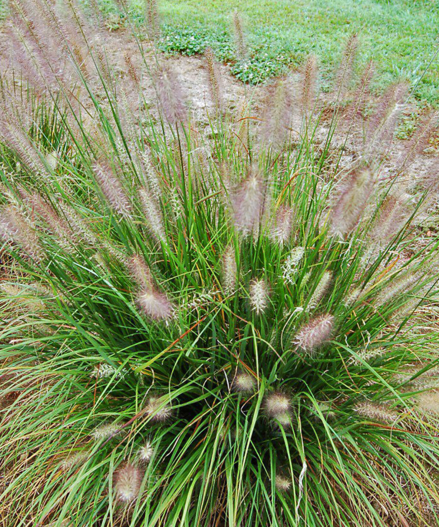 Pennisetum Hush Puppy #1