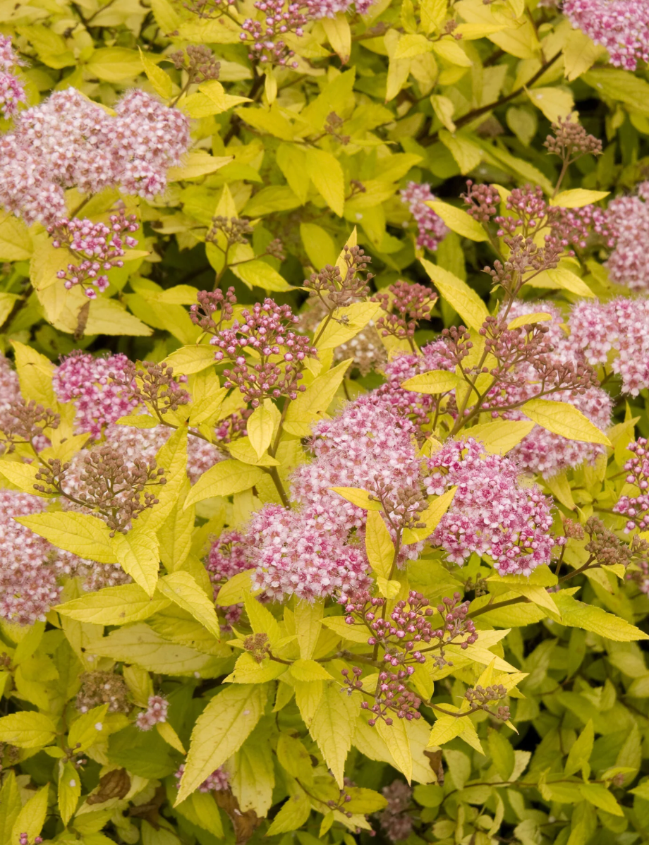 Spirea Magic Carpet #3