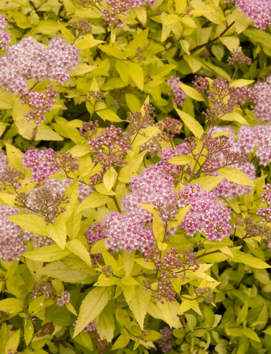 Spirea Magic Carpet #3