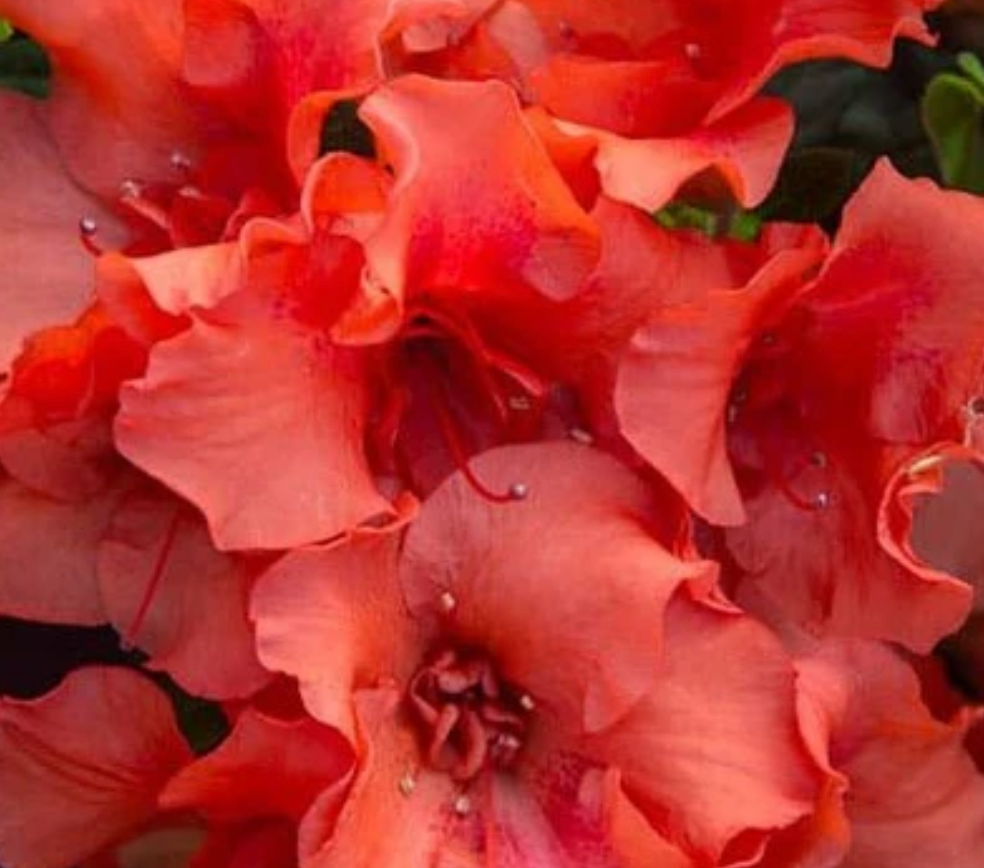 Autumn Embers Encore Azalea #3