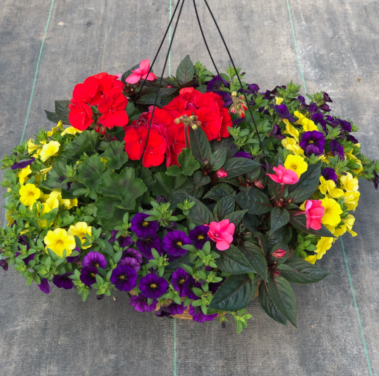 14" Hanging Basket Coco Moss
