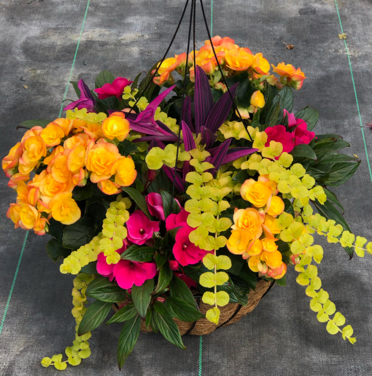 14" Hanging Basket Coco Moss