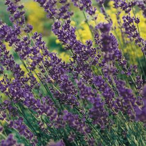 Lavandula angustifolia 'Munstead' #1