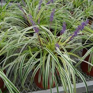 Liriope muscari 'Variegata' #1