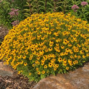 Rudbeckia x 'American Gold Rush' #1