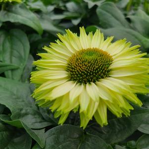 Echinacea 'SunSeekers Apple Green' #1
