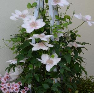 Clematis 'Corinne' #1
