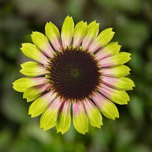 Echinacea purpurea 'Prairie Blaze™ Vintage Lime' #1