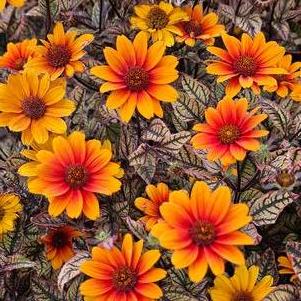 Heliopsis 'Orange Marble' #1