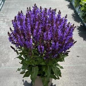 Salvia nemorosa 'Noble Knight' #1