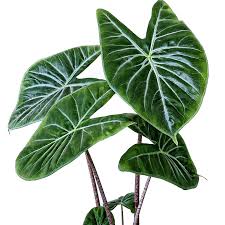 Ivory Coast Alocasia